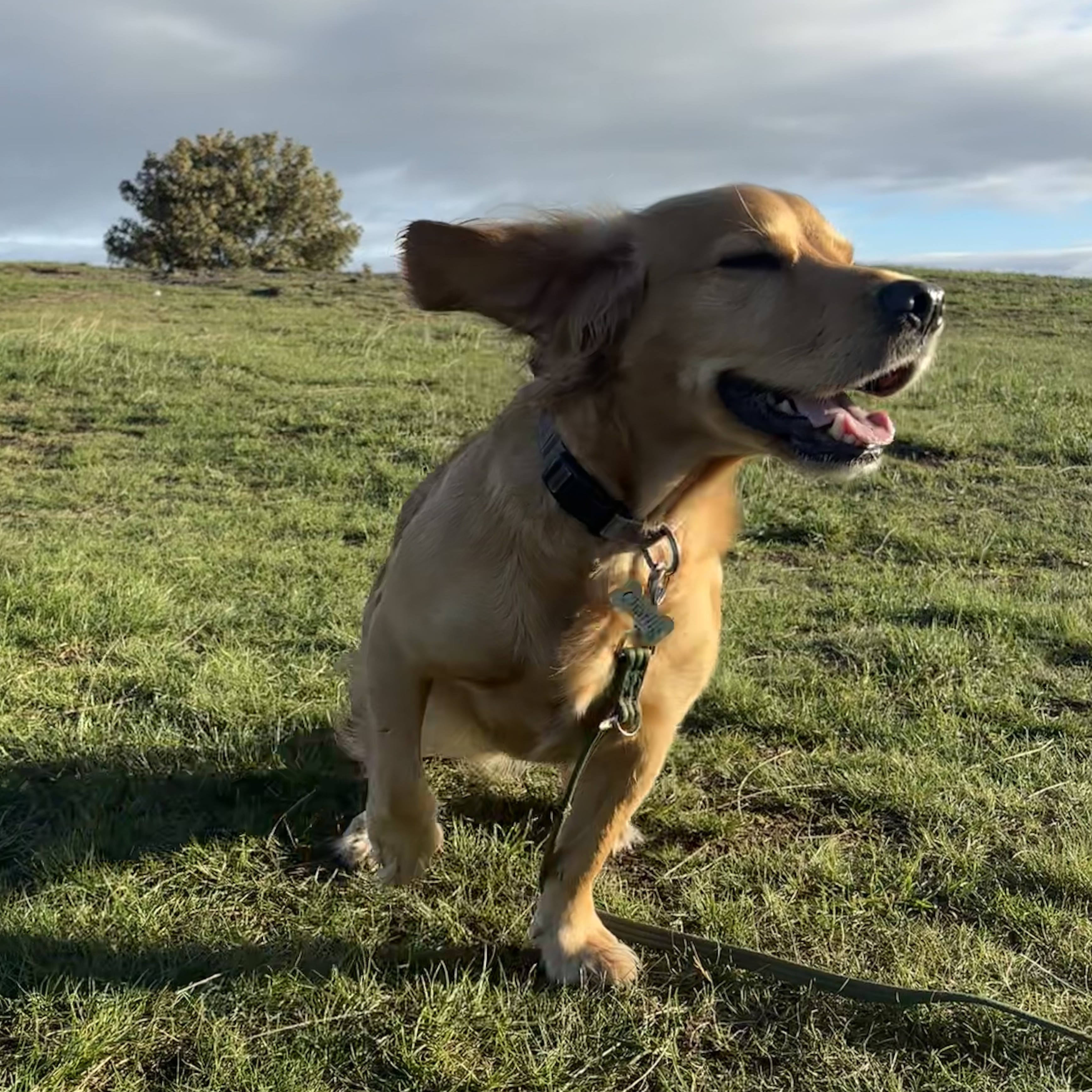 Wander Paws
